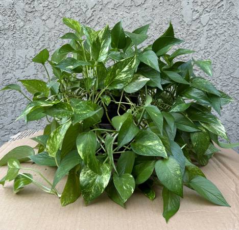Full size Pothos Plant 1