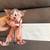 Naked babies only 2 left 5 thumbnail