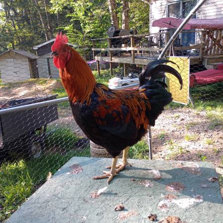 2 Roosters (Effort)63487045612163121