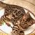 Bengal kitten available for adoption 1 thumbnail