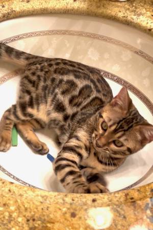 Bengal kitten available for adoption 1