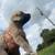 Anatolian Shepherd 9 thumbnail