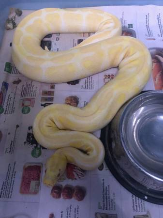 Albino ball pythons breeding pair (Ocklawaha)63861890203139121