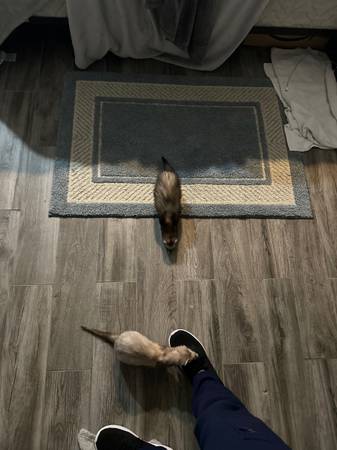Pair of female ferrets (Swansboro)63619037332355123