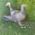 Syria Pigeons 13 thumbnail