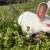 ———-easter bunnies 4 thumbnail