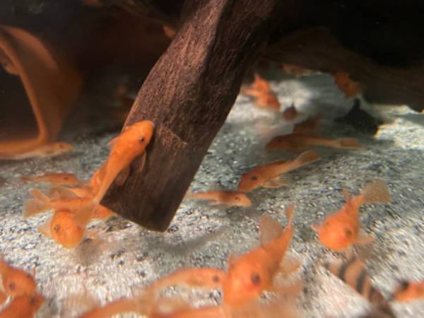 Healthy Super Red Bristlenose Plecos 1