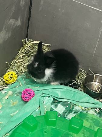 Bunny (Hollywood)