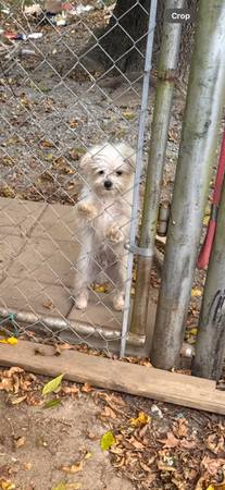 Maltés macho (Monroe)63927657942147120