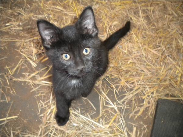 Black Male Kitten 1
