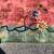 C.1930's Deco Fette & Nichols Pond,  Floral, Butterfly Oriental Rug 5 thumbnail