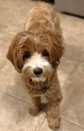 LOST dog--Please help find Tilly! (Carson)63829759383683121