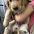 Beautiful golden retriever 4 thumbnail