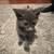 Cats and Kittens 4 thumbnail