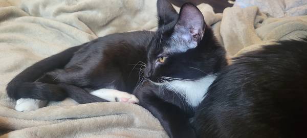 gatos esmoquin necesitan nuevo hogar (Boise)63348640256257122