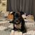 Rehoming Boxer/Bully 1 thumbnail