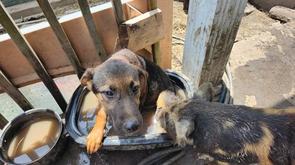 Dos perros de granja (New Bloomfield)63981874880258121