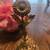 Vintage Matson Ormolu Gold Gilt Sunflower Perfume Bottle 2 thumbnail