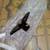 Polaris Snowmobile Pitman Arm Assembly 2 thumbnail