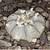 PEYOTE LOPHOPHORA WILLIAMSII SEEDS 9 thumbnail