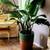 GORGEOUS LARGE PLANT SETS WITH BEAUTIFUL VASE PLANTERS FOR INDOORS OR OUTDOOR 16 thumbnail