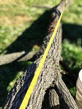 Black Walnut Long Logs - Slabs 1