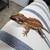 Gargoyle gecko breeding pair 3 thumbnail