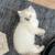 Beautiful bluepoint lynx Ragdoll 4 thumbnail