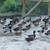 Mallard Ducks 3 thumbnail