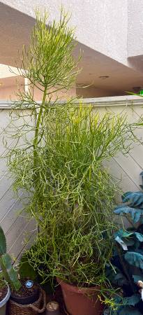 7 foot tall Euphorbia Tirucalli Pencil Cactus Fire Stick 1