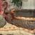 Snake 1 thumbnail