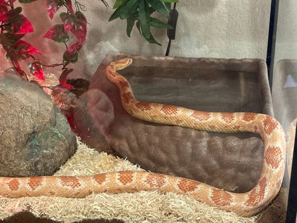 Snake 1