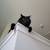 Free cats to a good home 5 thumbnail