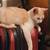 Farm Cats, Black, Orange and white, Tabby 2 thumbnail
