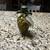 Decorative Variety of Vinegar Vegetable Jars 5 thumbnail