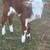 Bottle Calf 6 thumbnail