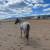 2024 RED ROAN gelding 3 thumbnail