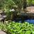 Water Hyacinth / Water Plants, Koi Pond 8 thumbnail