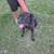 Cane Corso 4 thumbnail