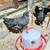 12-Week-Old Started Pullets 1 thumbnail