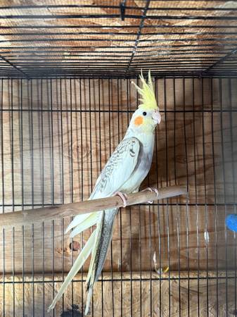 Cacatúas (este de San José)578643200416819201