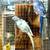 Proven Hillerman Pied INDIAN RINGNECK PAIR 3 thumbnail