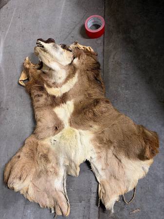 Antelope hide 1