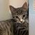 cute kitten 4 thumbnail