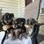 Mini Australian Shepherds Puppies For Rehome 1 thumbnail