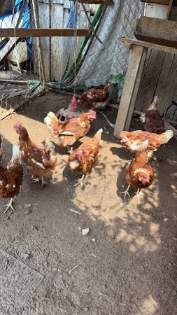 Layer hens 1
