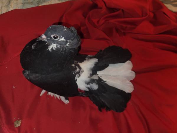 Fantail Pigeon 1