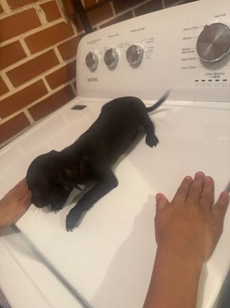 Rehomimg 5 chihuahua puppies (Decatur)63660366687361123