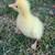 Organic-fed Young Adult Geese, Chinese White Geese and Emdden, eggs 3 thumbnail