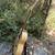 Luna Woodland Bamboo Parlor Acoustic-Electric Guitar 3 thumbnail
